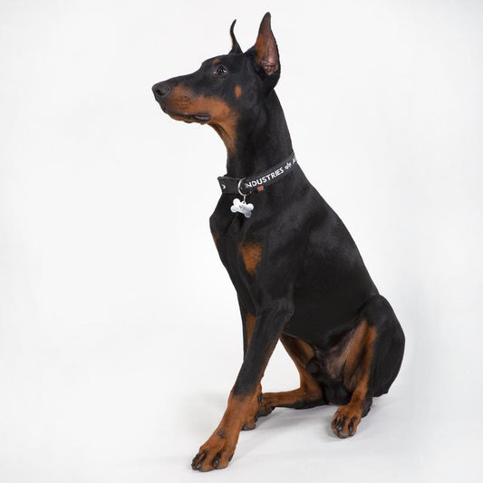 AI Dog Collar - black/grey